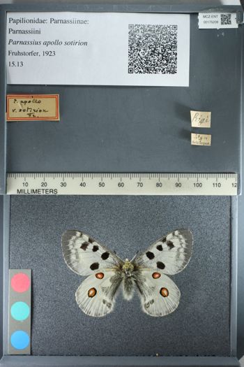 Media type: image;   Entomology 175208
